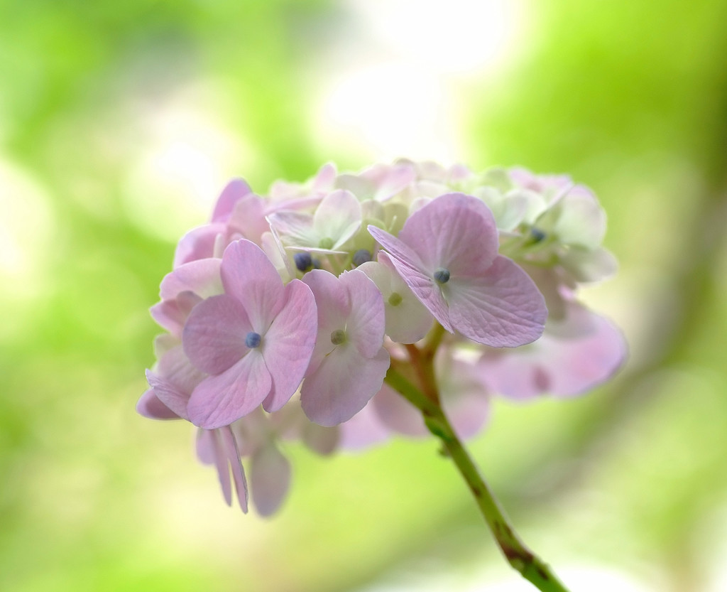 願い・華