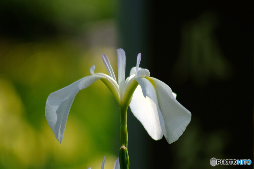 水月の午後✾菖蒲