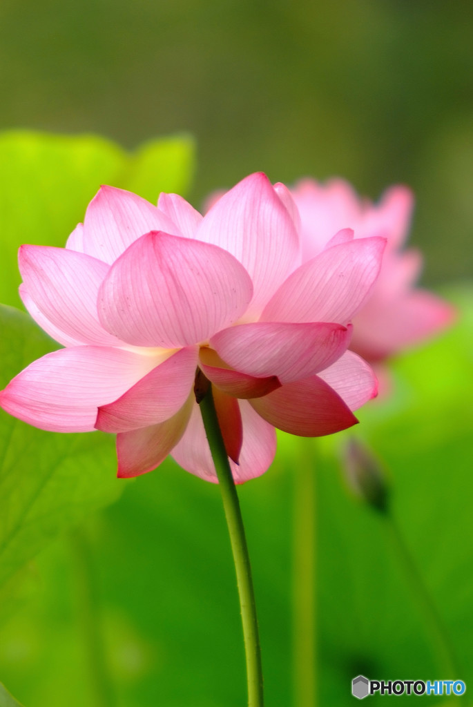 さよならの向こう側・蓮