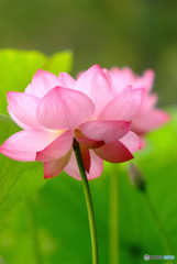 さよならの向こう側・蓮