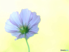 10月の約束・秋桜