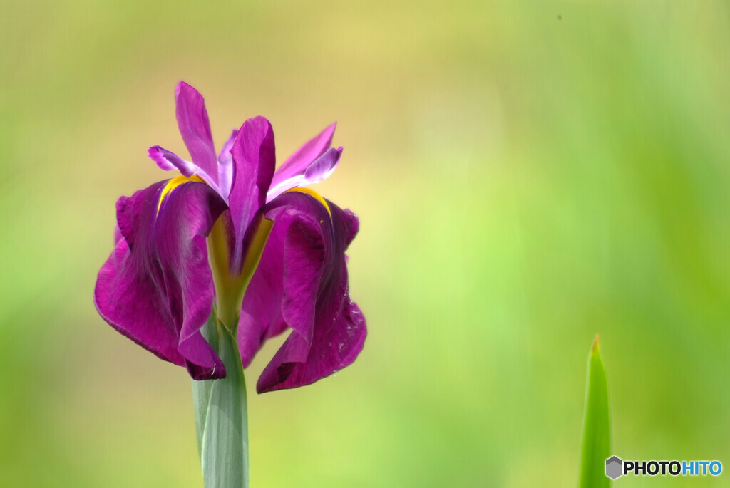 Nice memoriesⅣ✿艶姫