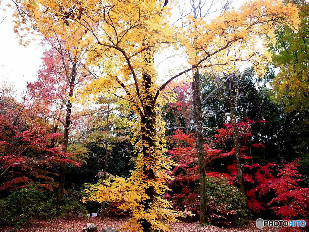 燃える秋✿紅葉2022