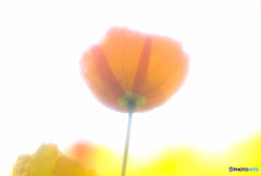 時をかける華・第5章