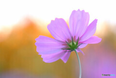 華やかに美しく✿2021秋