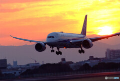 It's Showtime!✈Boeing 787