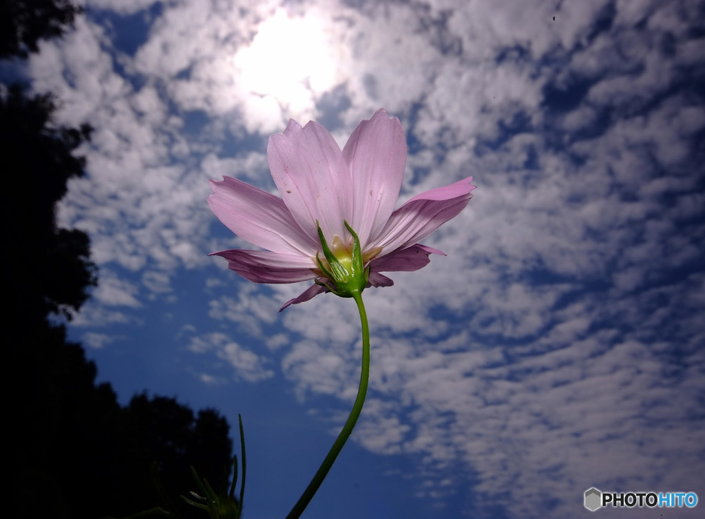 Fall of fireworks・華