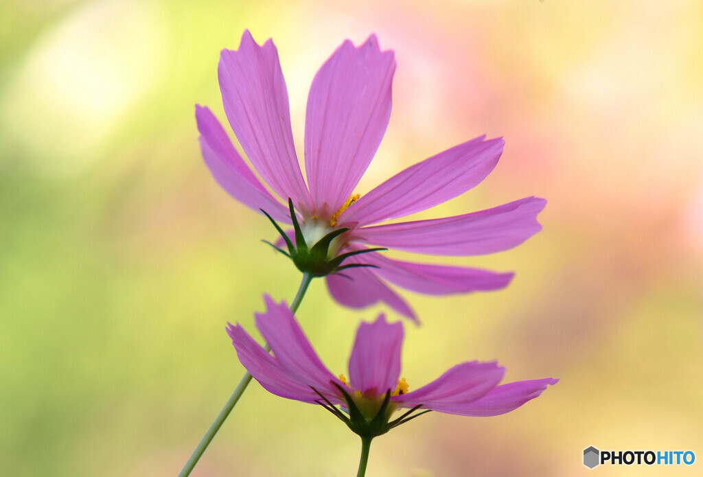 秋浪漫✾コスモス2021