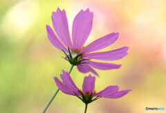 秋浪漫✾コスモス2021