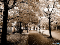 紅葉の下　君はどこへ行く