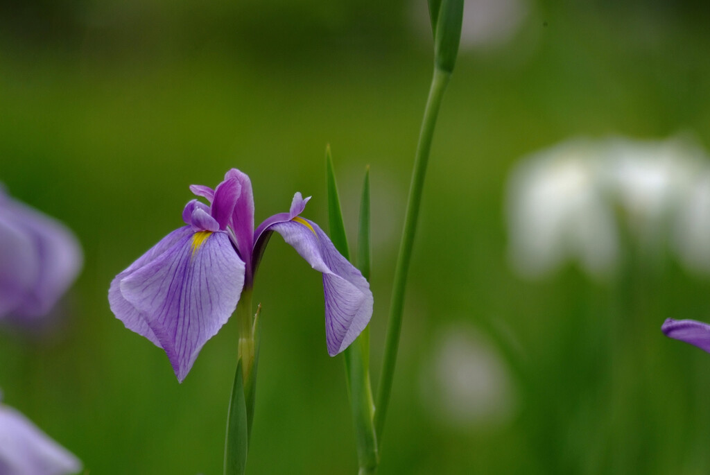 Japanese Beauty✿水無月の詩