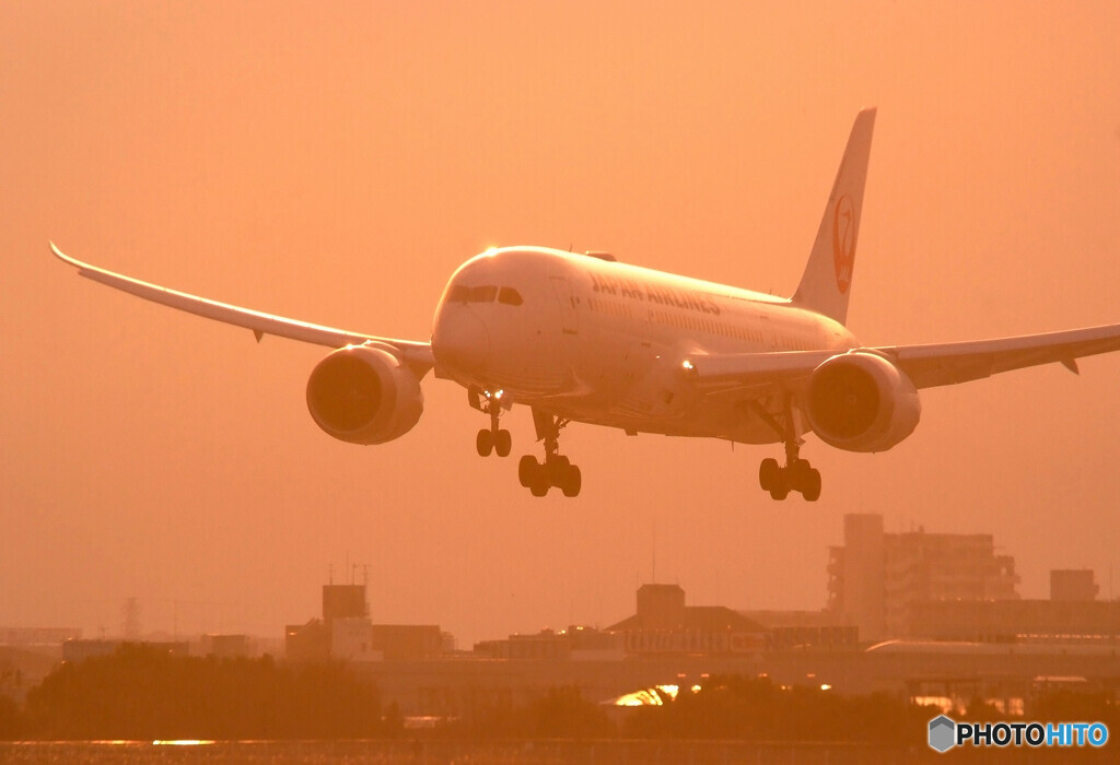 紅の翼✈Dreamliner
