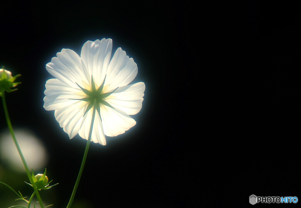 漆黒の灯り❁こすもす秋