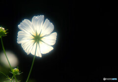 漆黒の灯り❁こすもす秋