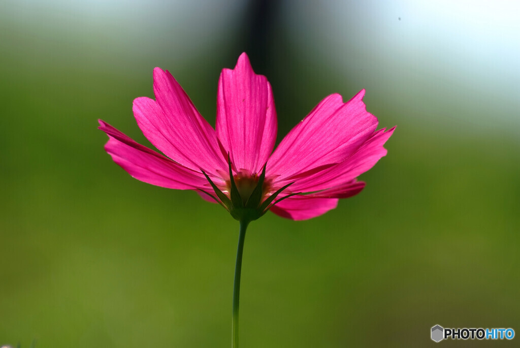 情熱の華✿秋桜