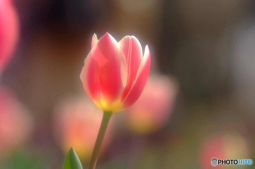 春の誘惑✿華