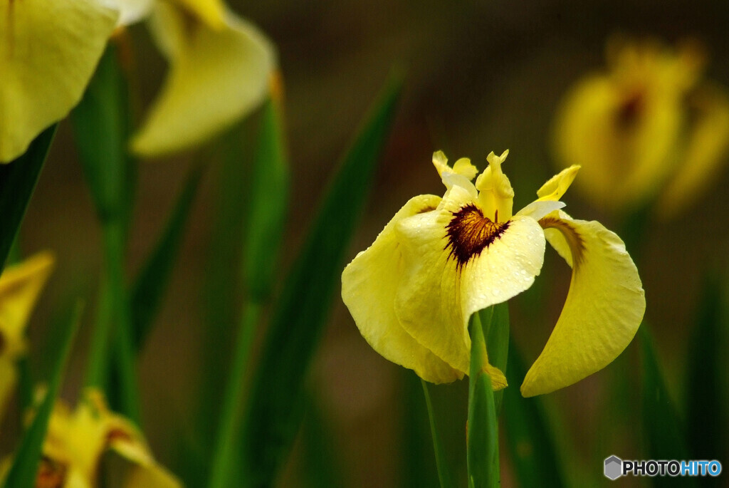 NATURAL BEAUTY✿菖蒲