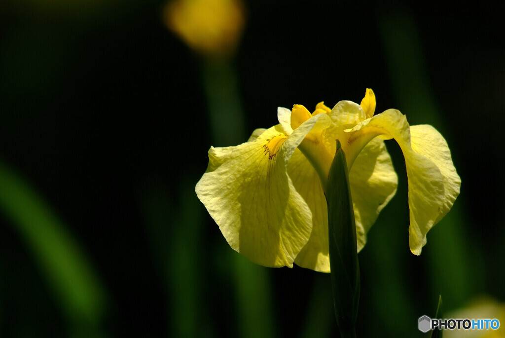 Japanese Beauty✿皐月の時