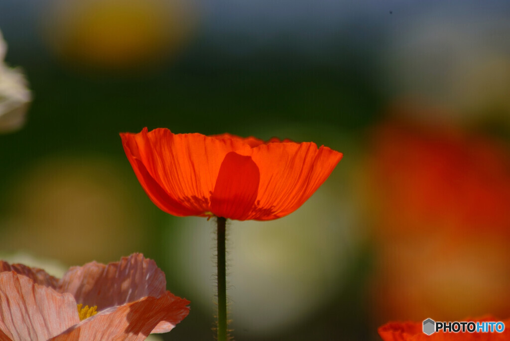 April Afternoon✿艶2024