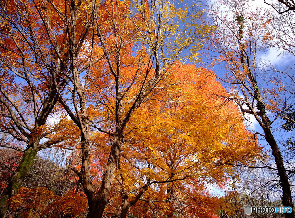 紅葉散歩・紅葉渓