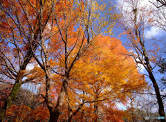 紅葉散歩・紅葉渓