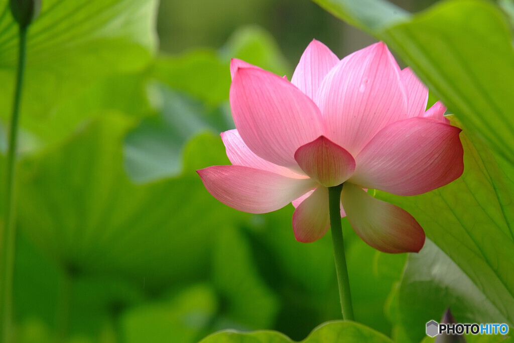 一期一会✿初恋