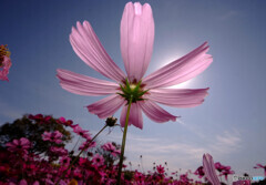 沈まぬコスモス✾秋色