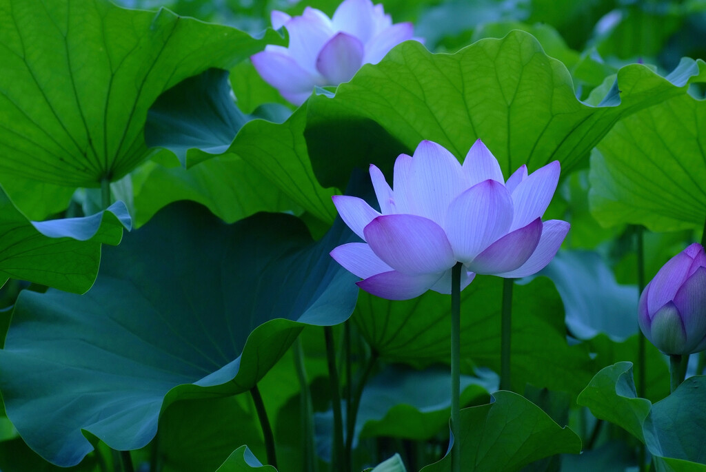 七夕月の恋人たち✿蓮2025