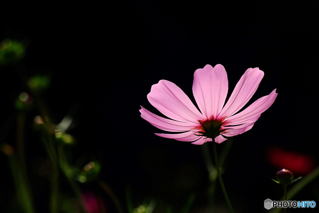 神無月の花火✿秋桜