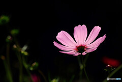 神無月の花火✿秋桜