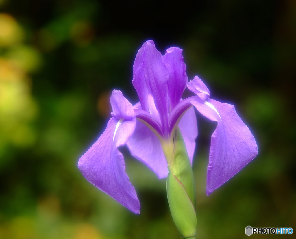 時の忘れもの・華