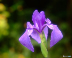 時の忘れもの・華
