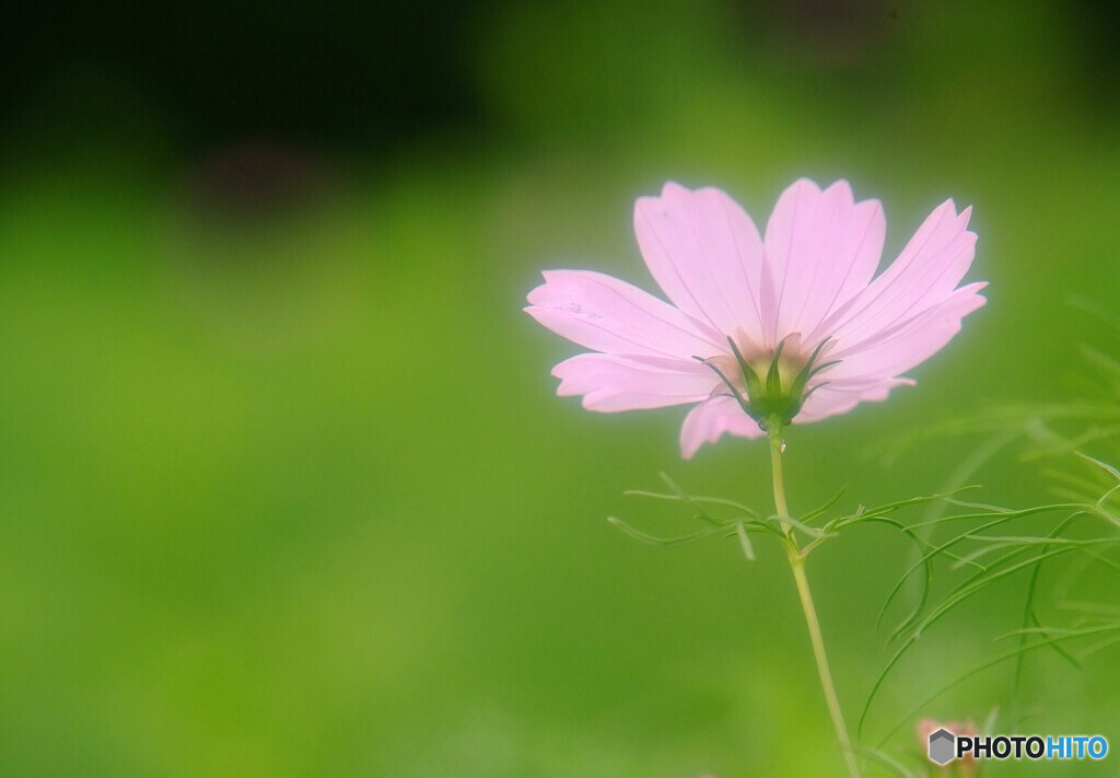 ひとりぽっちで踊らせて✾華