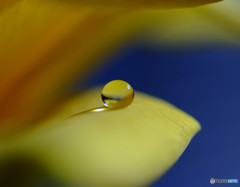 恋する惑星・Ⅲ