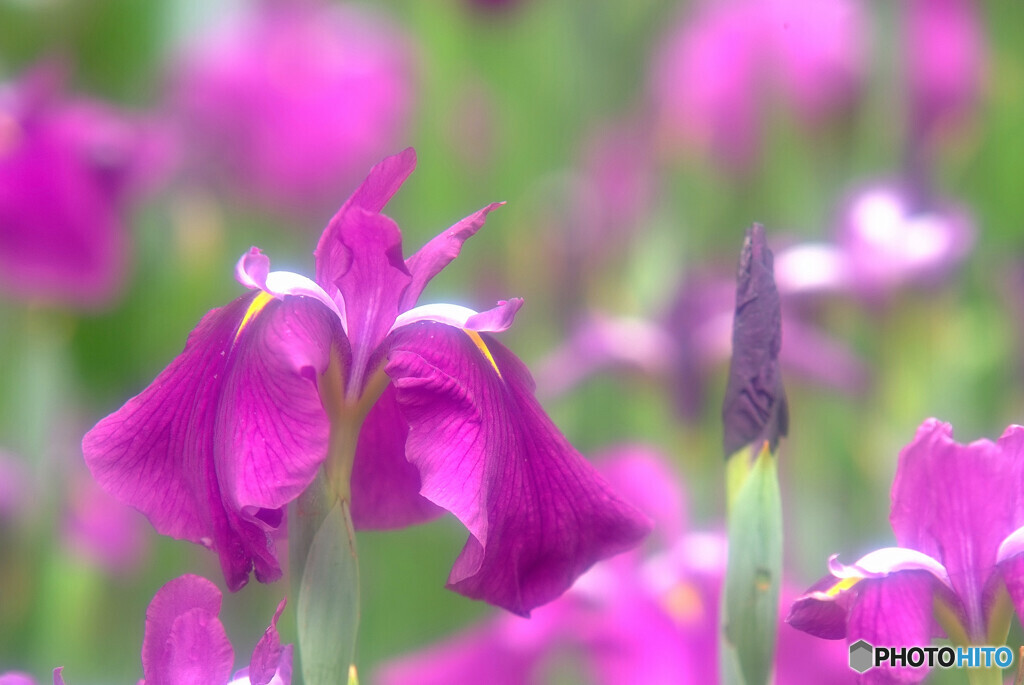 Japanese Beauty・耀