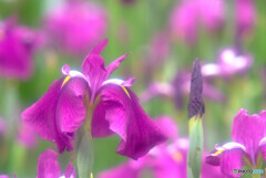 Japanese Beauty・耀
