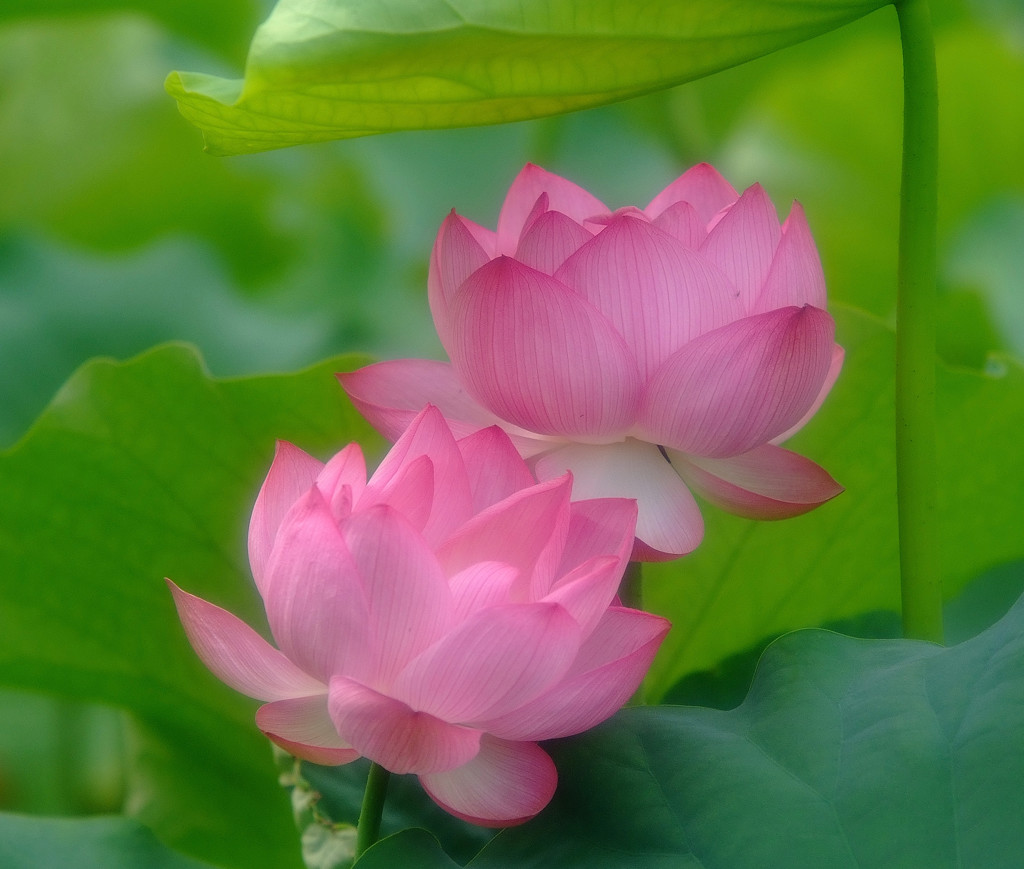 初夏の恋人・蓮　2014