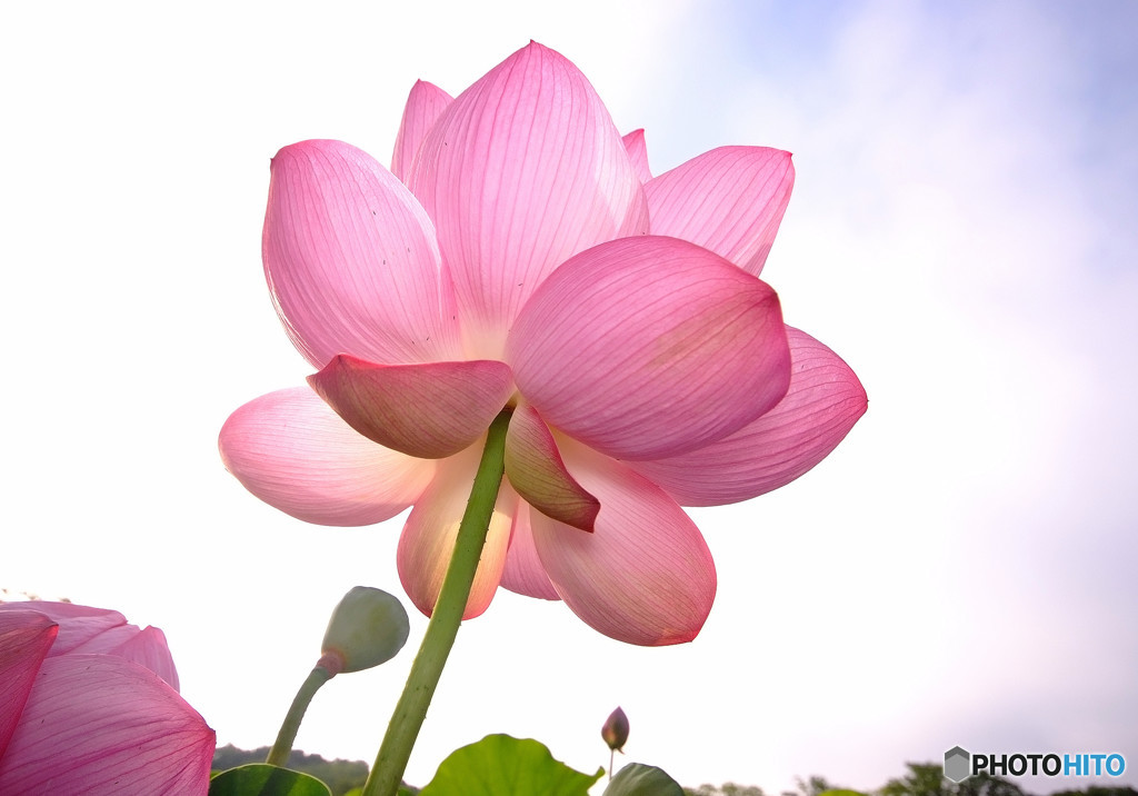 本日も晴天なり・蓮