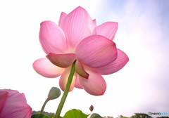 本日も晴天なり・蓮