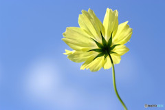 青空スケッチ・2015