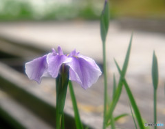 永遠の時・序章