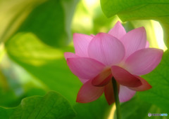 果てなく続くストーリー・華