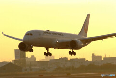 January Traveler✈JAL Boeing 787-8