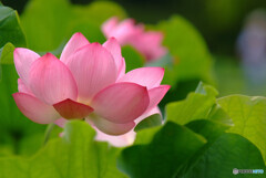 夢先案内人✾蓮