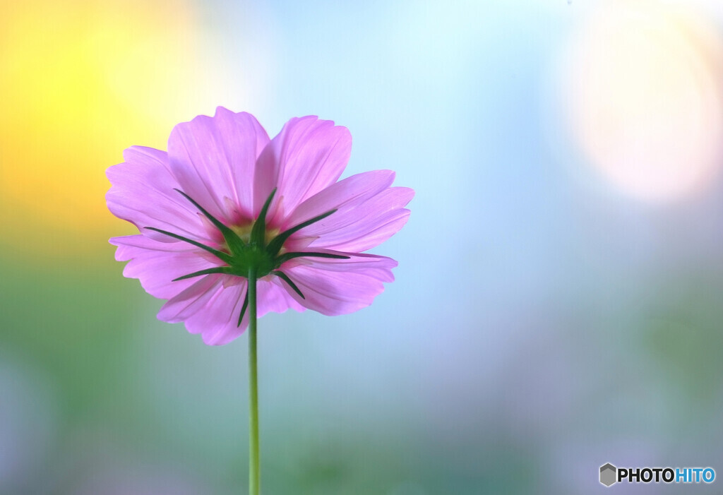 Pastel Color✿想いで