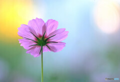 Pastel Color✿想いで