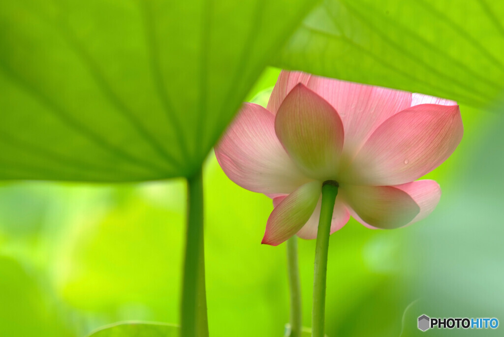 文月のMessage❁想