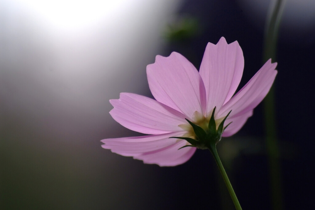 Cosmos theater❸✿出会いの時2025