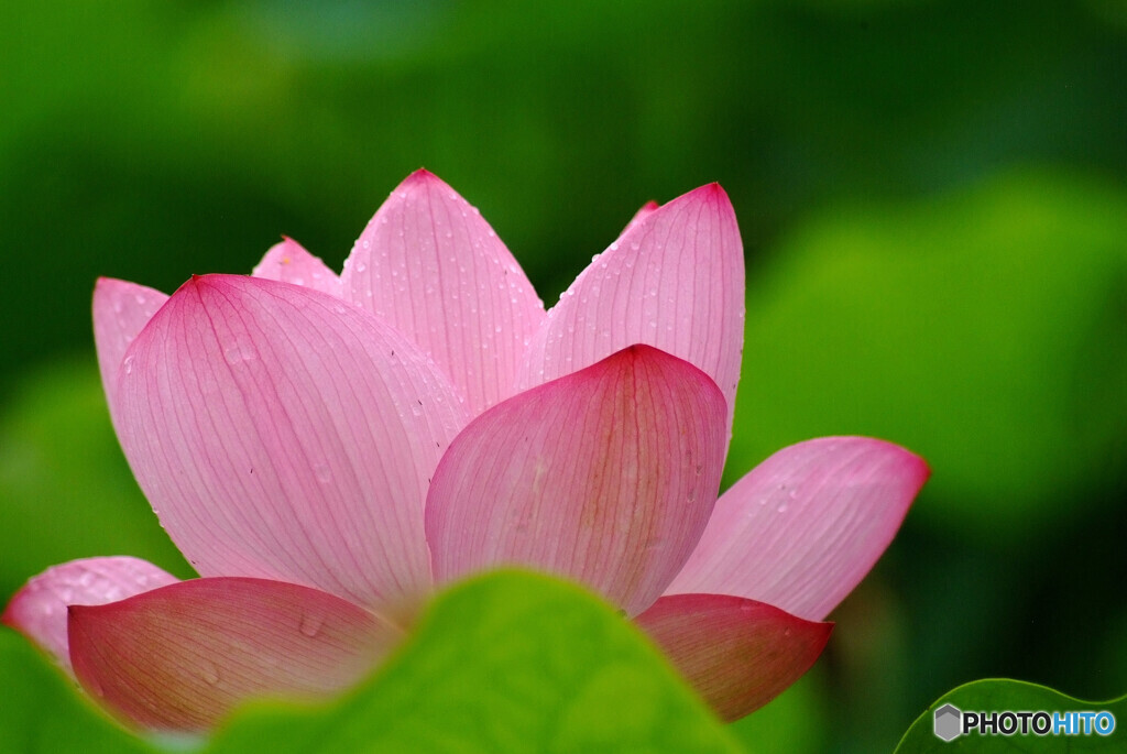 My Life✿蓮華物語Ⅳ