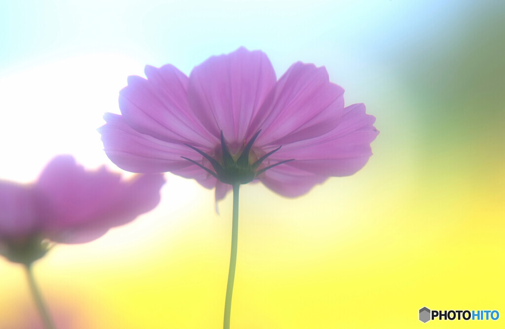 秋浪漫✾こすもす